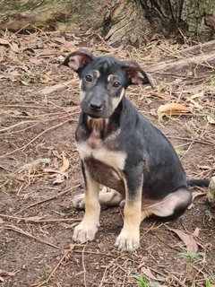 Mixed Puppies - Mixed Breed Dog