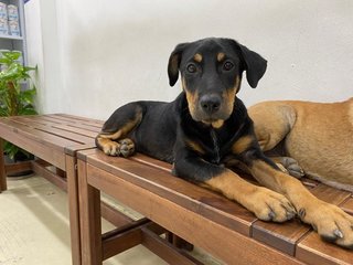 Mixed Puppies - Mixed Breed Dog