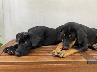 Mixed Puppies - Mixed Breed Dog