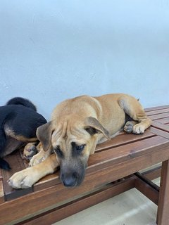 Mixed Puppies - Mixed Breed Dog