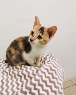 Jing🧡 - Domestic Short Hair Cat