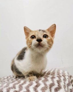 Jing🧡 - Domestic Short Hair Cat