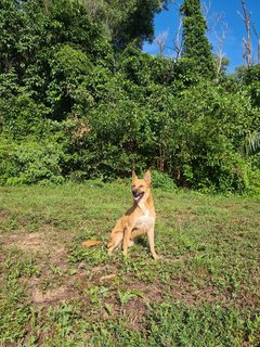 Kopi - Mixed Breed Dog