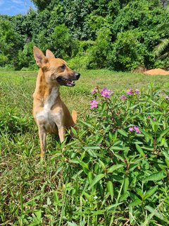 Kopi - Mixed Breed Dog