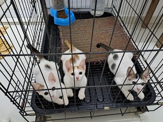 3 Male Kittens - Domestic Short Hair Cat