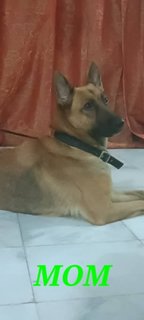 Puppy's  - Belgian Shepherd Malinois Mix Dog