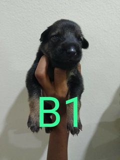 Puppy's  - Belgian Shepherd Malinois Mix Dog