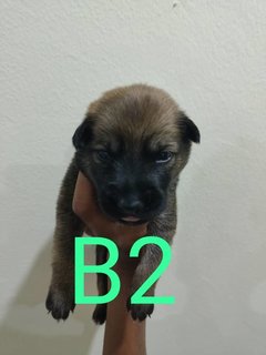 Puppy's  - Belgian Shepherd Malinois Mix Dog