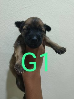 Puppy's  - Belgian Shepherd Malinois Mix Dog