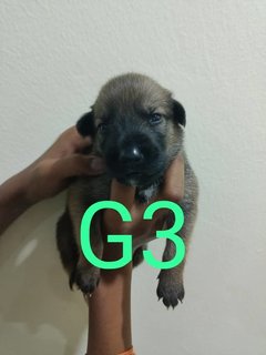 Puppy's  - Belgian Shepherd Malinois Mix Dog