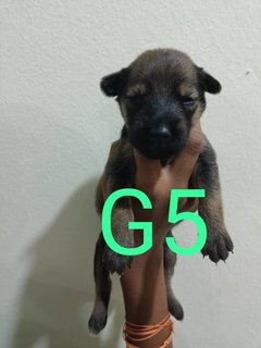 Puppy's  - Belgian Shepherd Malinois Mix Dog