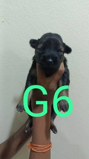 Puppy's  - Belgian Shepherd Malinois Mix Dog