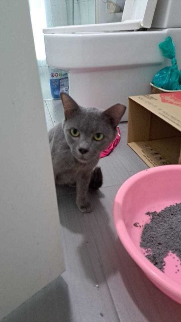 Mix Bsh - Found In Sunway (Nadayu) - Domestic Short Hair + British Shorthair Cat