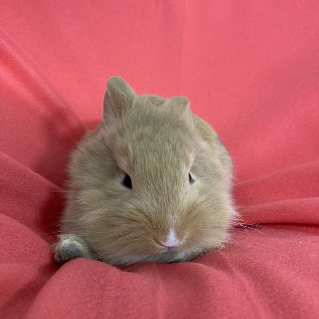 Binky - Holland Lop + Lionhead Rabbit