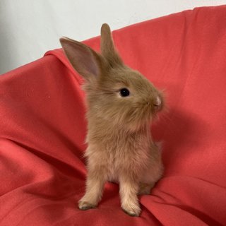 Binky - Holland Lop + Lionhead Rabbit