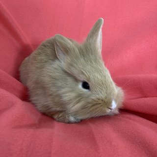 Binky - Holland Lop + Lionhead Rabbit