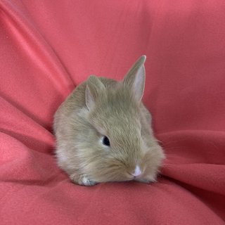 Binky - Holland Lop + Lionhead Rabbit