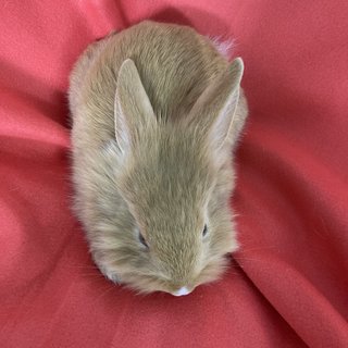 Binky - Holland Lop + Lionhead Rabbit