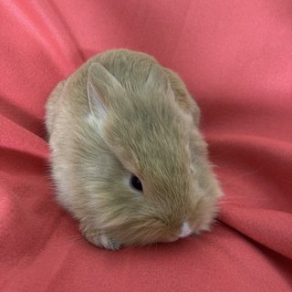 Binky - Holland Lop + Lionhead Rabbit