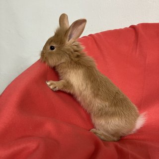 Binky - Holland Lop + Lionhead Rabbit