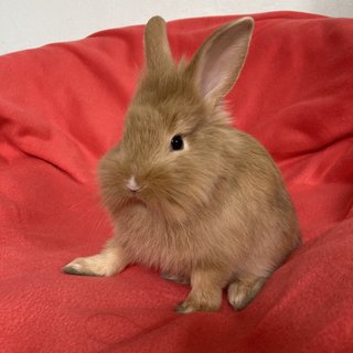 Binky - Holland Lop + Lionhead Rabbit