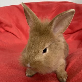 Binky - Holland Lop + Lionhead Rabbit