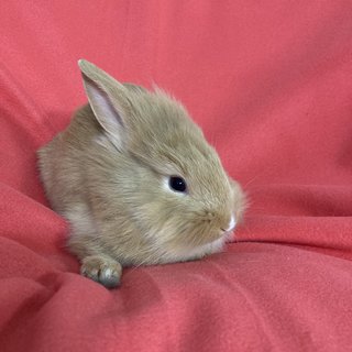 Binky - Holland Lop + Lionhead Rabbit