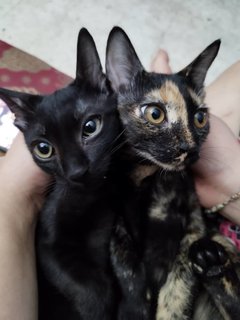 Ttdi Kittens - Domestic Short Hair Cat