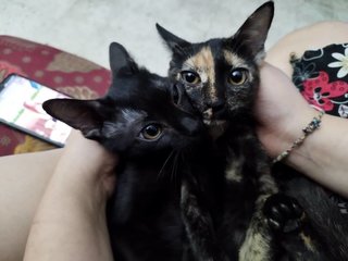 Ttdi Kittens - Domestic Short Hair Cat