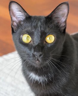 Iris🖤 - Domestic Short Hair Cat