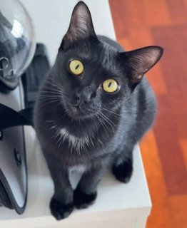 Iris🖤 - Domestic Short Hair Cat