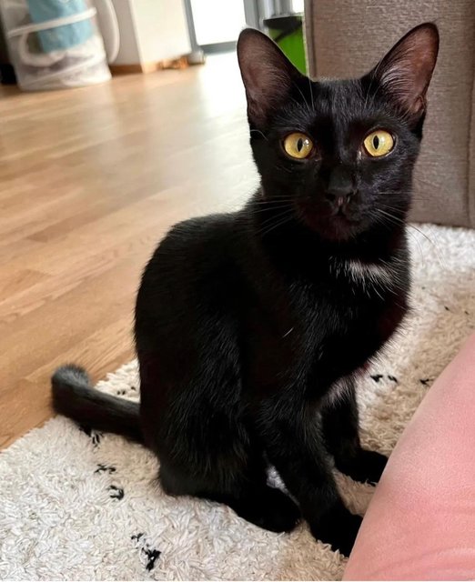 Iris🖤 - Domestic Short Hair Cat