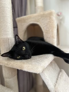 Iris🖤 - Domestic Short Hair Cat