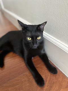 Iris🖤 - Domestic Short Hair Cat