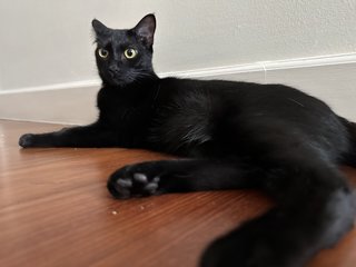 Iris🖤 - Domestic Short Hair Cat