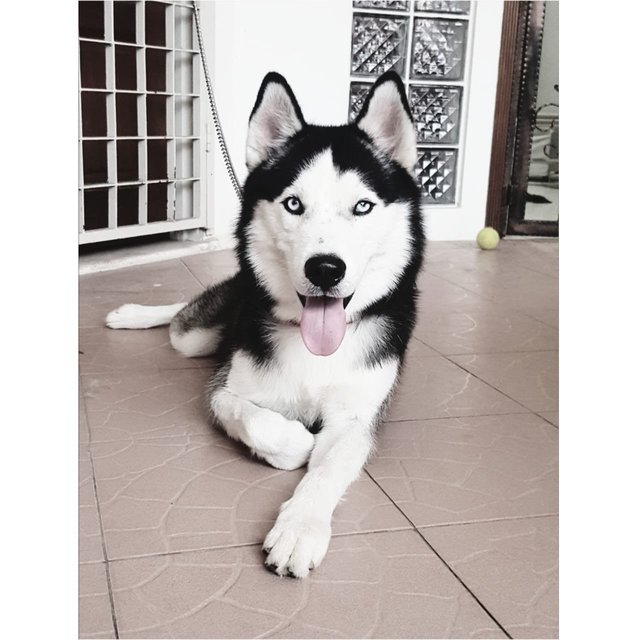 Max - Husky Dog