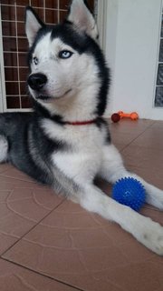 Max - Husky Dog