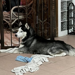 Max - Husky Dog