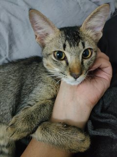 Loki - Domestic Medium Hair Cat