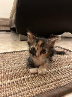  Kittens For Adoption - Domestic Short Hair Cat