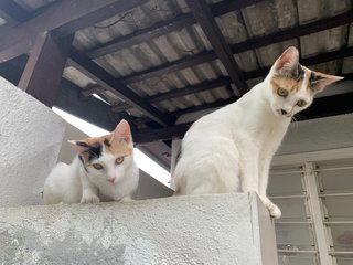 Kiko &amp; Jinn - Domestic Short Hair Cat