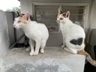 Kiko &amp; Jinn - Domestic Short Hair Cat