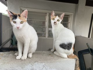 Kiko &amp; Jinn - Domestic Short Hair Cat