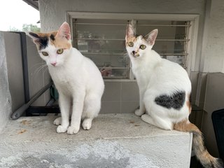 Kiko &amp; Jinn - Domestic Short Hair Cat