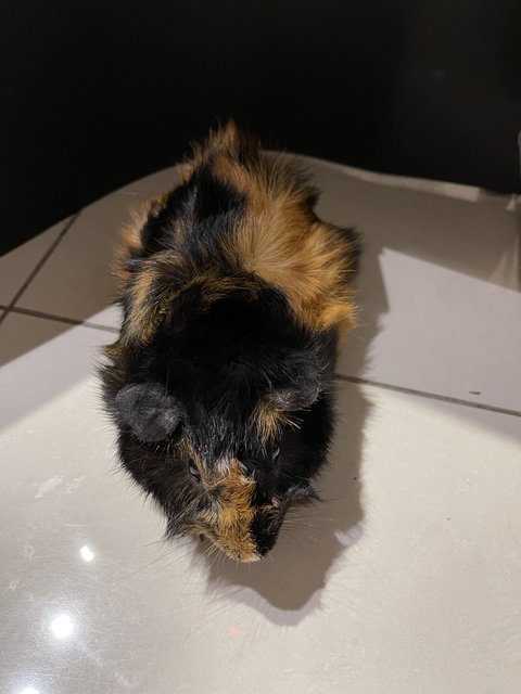 Dotdot, Male Guinea Pig - Guinea Pig Small & Furry