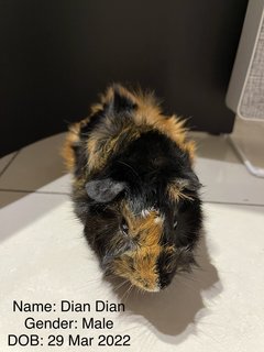 Dotdot, Male Guinea Pig - Guinea Pig Small & Furry