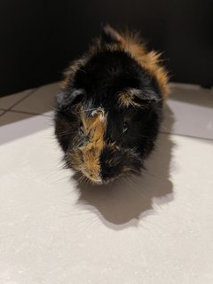 Dotdot, Male Guinea Pig - Guinea Pig Small & Furry