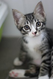 Obi - Tabby + Domestic Short Hair Cat