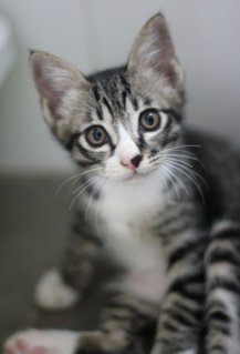 Obi - Tabby + Domestic Short Hair Cat