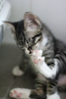 Obi - Tabby + Domestic Short Hair Cat